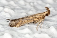 Metzneria paucipunctella