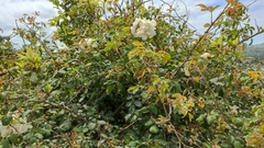 Rosa chinensis