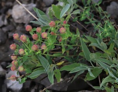 Euphorbia fragifera