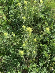 Castilleja unalaschcensis