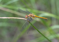 Sympetrum flaveolum