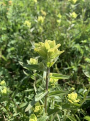 Castilleja unalaschcensis