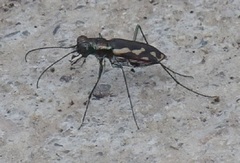 Cicindela hydrophoba