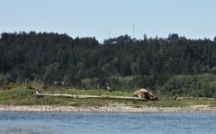 Ardea herodias fannini