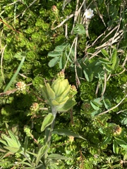 Castilleja unalaschcensis