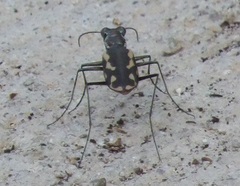 Cicindela hydrophoba