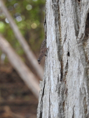 Gonatodes albogularis