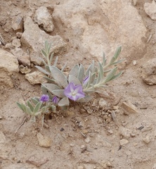 Evolvulus nuttallianus