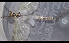 Ephemera danica