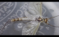 Ephemera danica