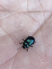 Chrysolina varians