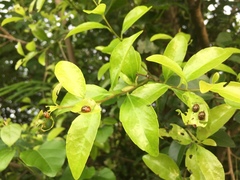Plagiodera septemvittata