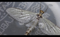 Ephemera danica