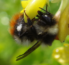Bombus wurflenii