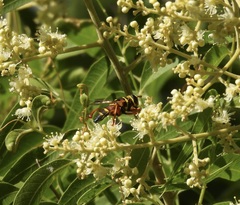 Meromacrus gloriosus