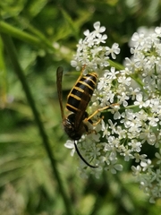 Dolichovespula