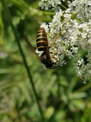 Dolichovespula