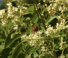 Meromacrus gloriosus