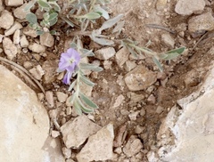 Evolvulus nuttallianus