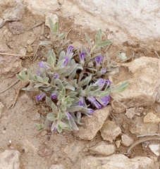 Evolvulus nuttallianus