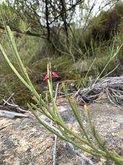 Indigofera gifbergensis