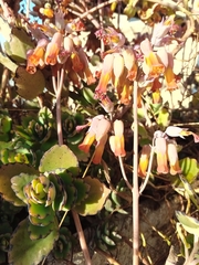 Kalanchoe laxiflora