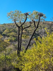 Cussonia transvaalensis