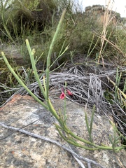 Indigofera gifbergensis
