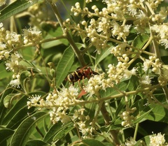 Meromacrus gloriosus