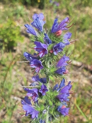 Echium vulgare