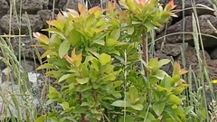 Vaccinium cylindraceum