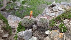 Mammillaria beneckei