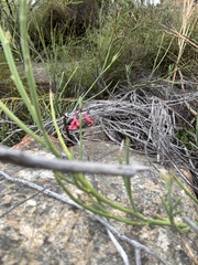 Indigofera gifbergensis