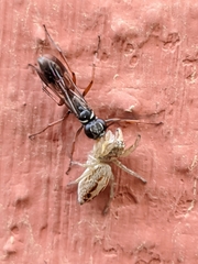 Agenioideus nubecula