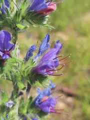 Echium vulgare