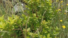 Vaccinium cylindraceum