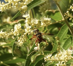 Meromacrus gloriosus