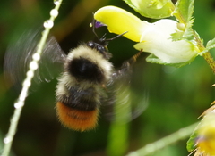 Bombus wurflenii