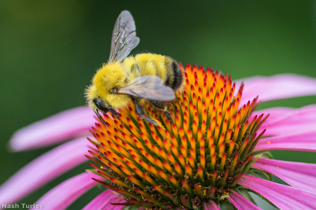 Perplexing Bumble Bee from Park Forest Village, PA 16803, USA on July 2 ...