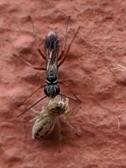 Agenioideus nubecula