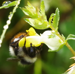 Bombus wurflenii