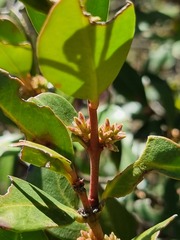 Acokanthera oppositifolia