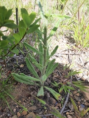 Echium vulgare
