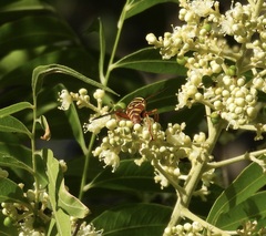 Meromacrus gloriosus