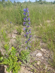 Echium vulgare