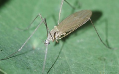 Chioneinae