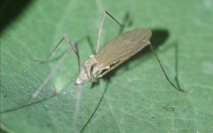 Chioneinae