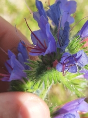 Echium vulgare