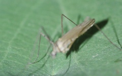 Chioneinae