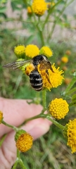 Andrena denticulata